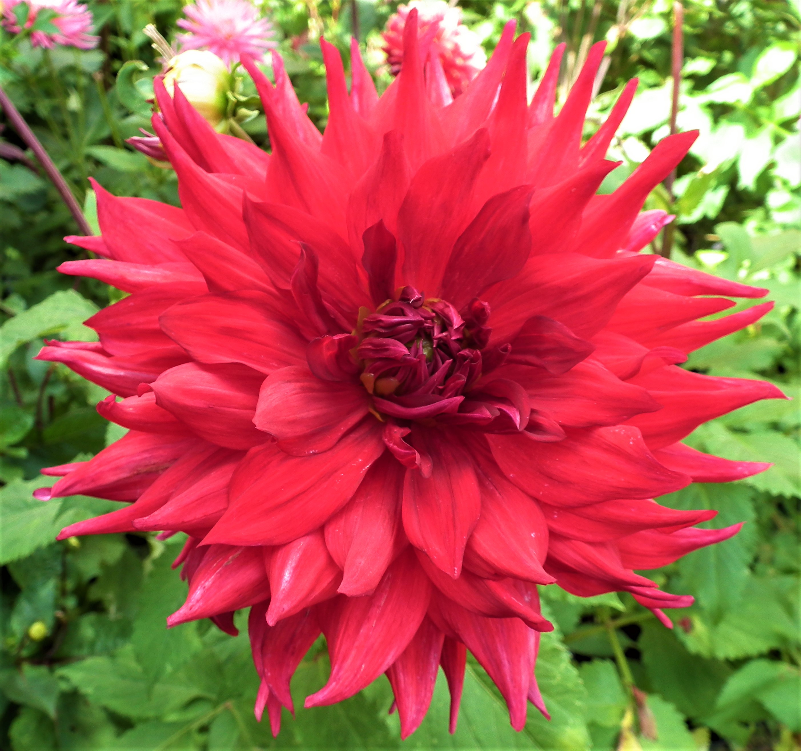 Dahlia Creve Couer